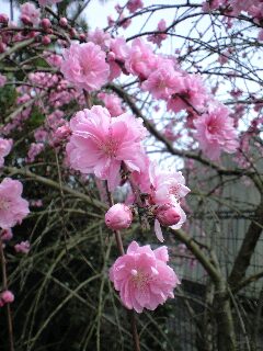 今年見た桜 花図鑑 ２_f0082659_343124.jpg