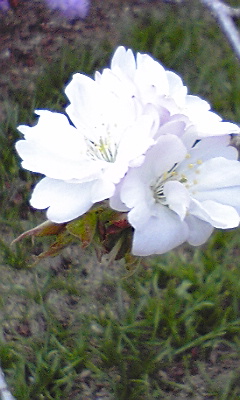 今年見た桜 花図鑑 ２_f0082659_343178.jpg