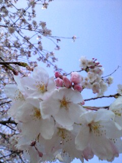 今年見た桜 花図鑑 ２_f0082659_343181.jpg