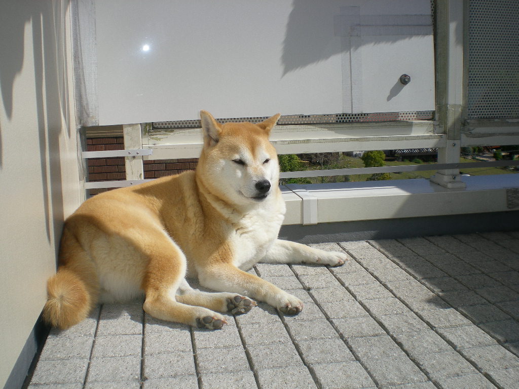 2009年4月27日(月)自由奔放なこころちゃん!_f0060461_20584312.jpg
