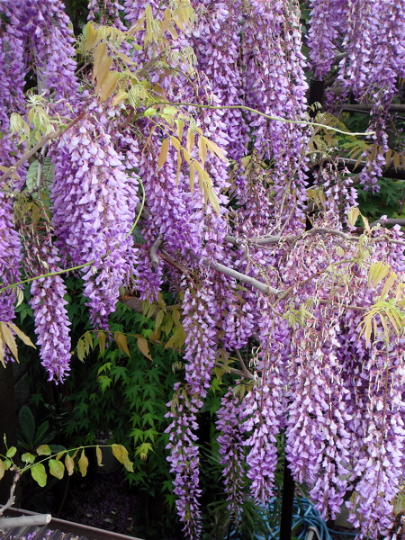 e0125762_2363822.jpg
