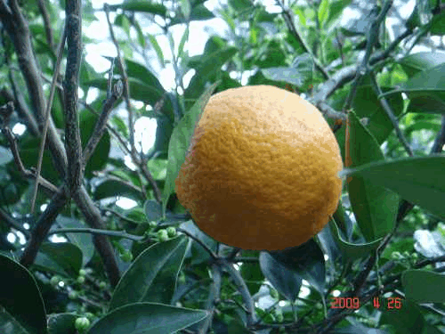 d0007071_176539.gif