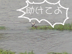 広瀬川〜、溢れる岸辺♪_c0158573_8133771.jpg