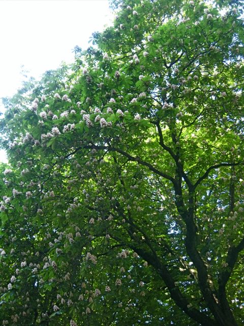 d0008073_455040.jpg
