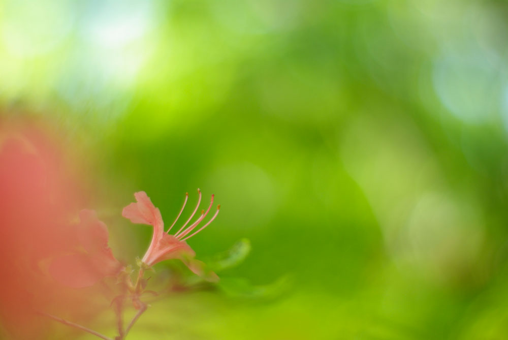 皇居東御苑の花景色_e0110874_18511461.jpg