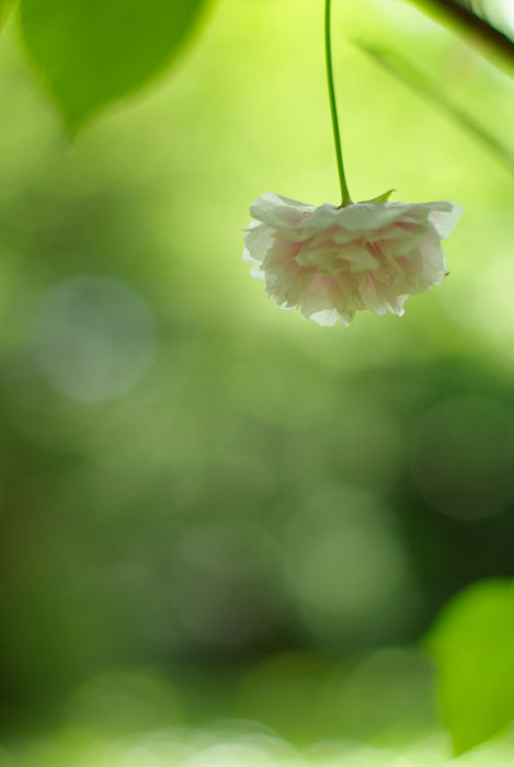 皇居東御苑の花景色_e0110874_18594525.jpg