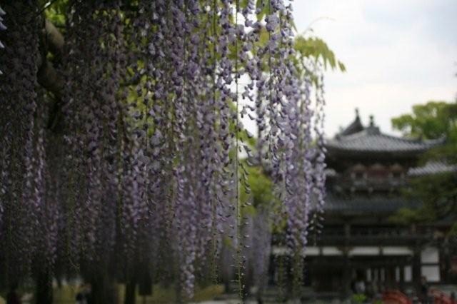 平等院_b0032077_1958184.jpg