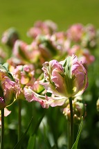 tulip tulip tulip_a0107981_22343314.jpg