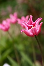 tulip tulip tulip_a0107981_2234399.jpg