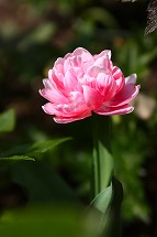 tulip tulip tulip_a0107981_2236625.jpg