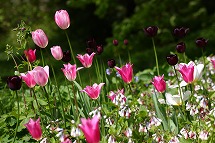 tulip tulip tulip_a0107981_22393710.jpg