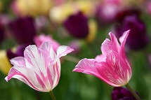 tulip tulip tulip_a0107981_22398100.jpg