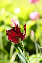 tulip tulip tulip_a0107981_22401836.jpg