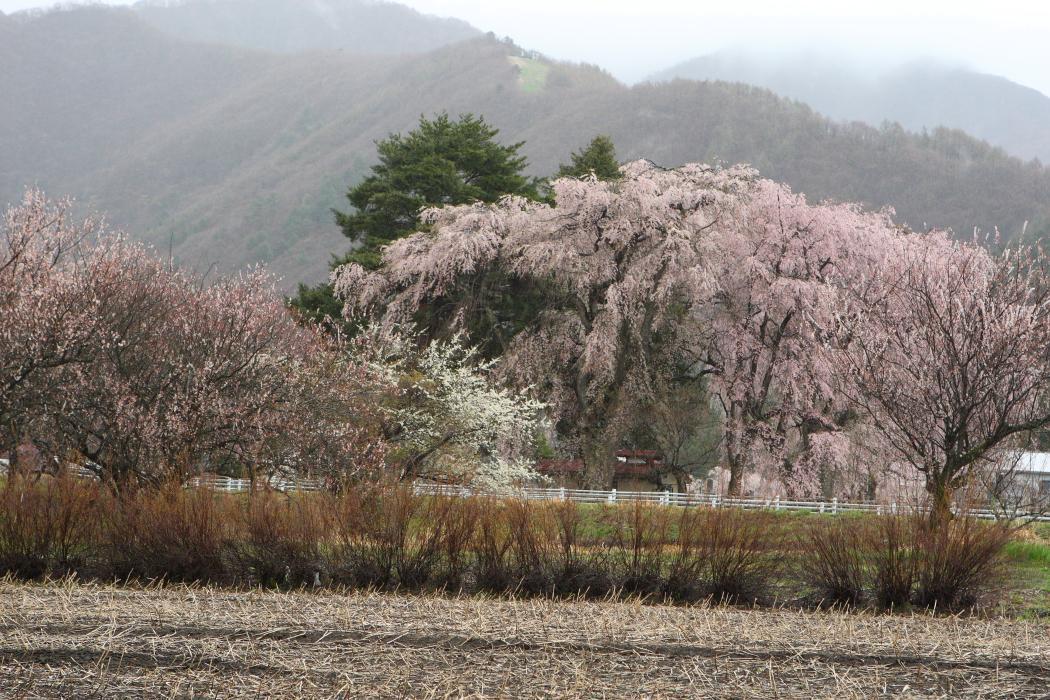 猪苗代周辺の桜　＜２＞　２００９年4月２５日_e0143883_1730271.jpg