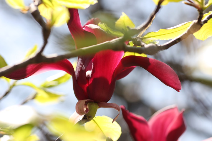 白亜紀の花 向島百花園 シモクレン せ の写真集 刹那の光 白亜紀の花 向島百花園 シモクレン せ の写真集 刹那の光