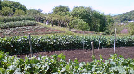 町田ぼたん園へ_d0099791_22354782.jpg