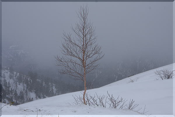 志賀草津高原ルート・雪の回廊_b0115497_5191960.jpg