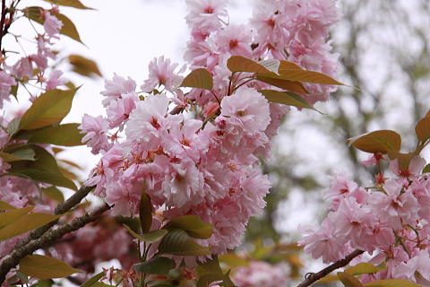 c0090198_3261037.jpg