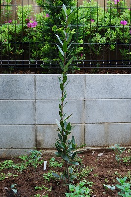 c0124100_22162531.jpg