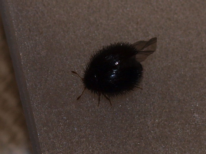楽天市場】【3個】防虫 虫よけ 殺虫剤 虫よけビーズ2 180日用