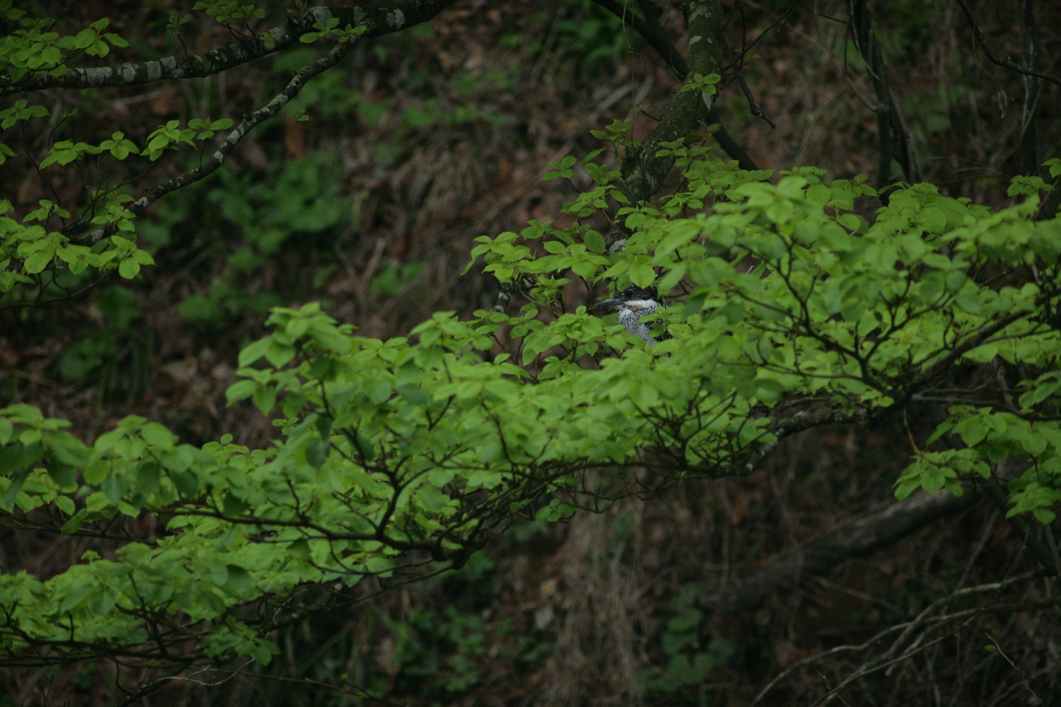 e0154134_53675.jpg