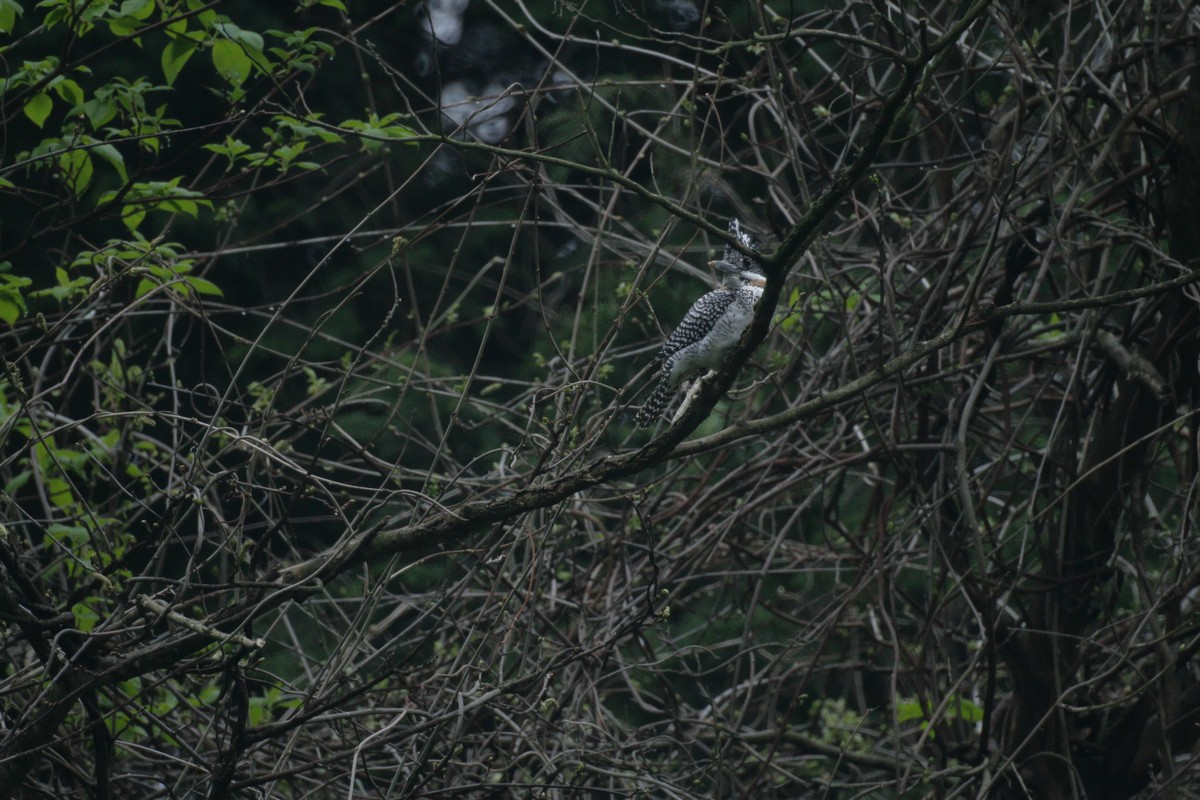 e0154134_5472117.jpg