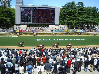 樫の女王を目指して 徒然想 樫の女王を目指して 徒然想