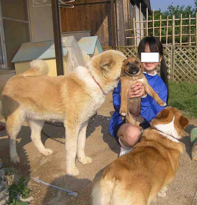 土佐の子犬 きたろーの鳥生活 ちょっとだけオフロード