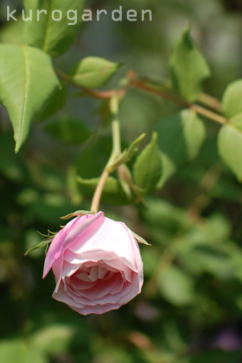e0119151_19491197.jpg