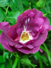春の花 続々と_f0207652_10103735.jpg