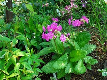 春の花 続々と_f0207652_10122347.jpg