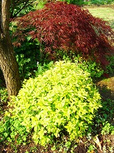 春の花 続々と_f0207652_10161545.jpg