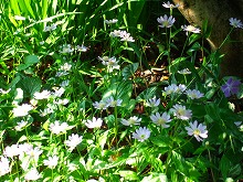 春の花 続々と_f0207652_10172535.jpg