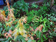 春の花 続々と_f0207652_101781.jpg