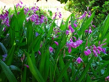 春の花 続々と_f0207652_10184917.jpg