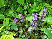 春の花 続々と_f0207652_10193572.jpg