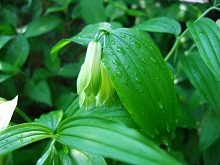 春の花 続々と_f0207652_1020911.jpg