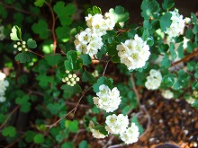 春の花 続々と_f0207652_10224639.jpg