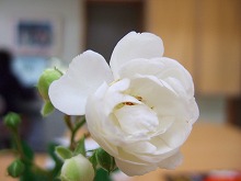 春の花 続々と_f0207652_10241961.jpg