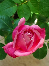 春の花 続々と_f0207652_1062875.jpg
