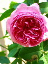 春の花 続々と_f0207652_1074777.jpg
