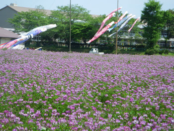 c0155853_200242.jpg