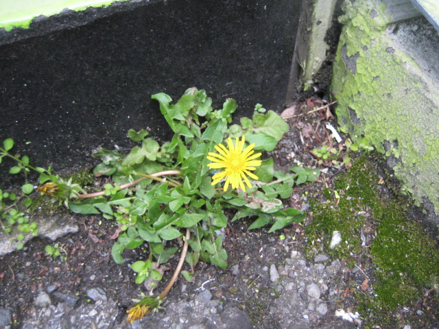 e0099756_23233762.jpg