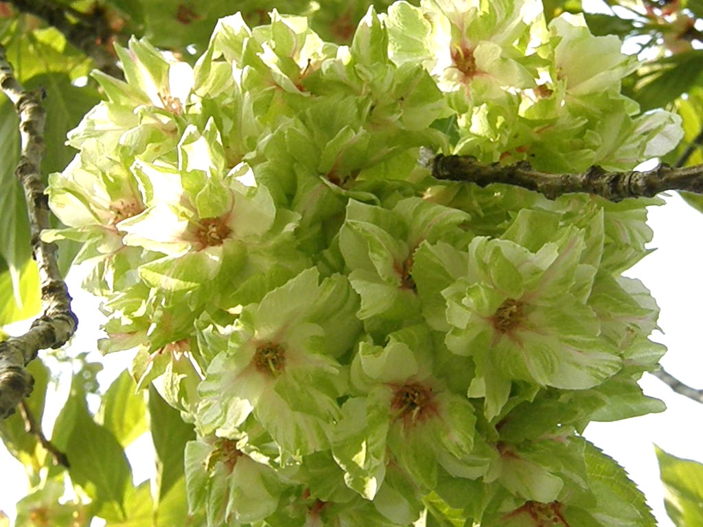 e0064158_201820100.jpg