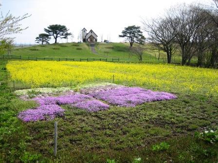 ４月２８日の菜の花と芝桜 やくらいガーデンブログ