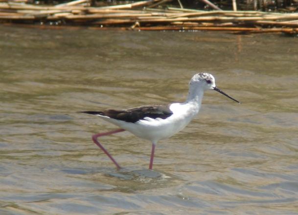 ★強風・・・先週末の鳥類園(2009.4.25~26)_e0046474_10585548.jpg