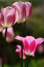 tulip tulip tulip_a0107981_2562129.jpg