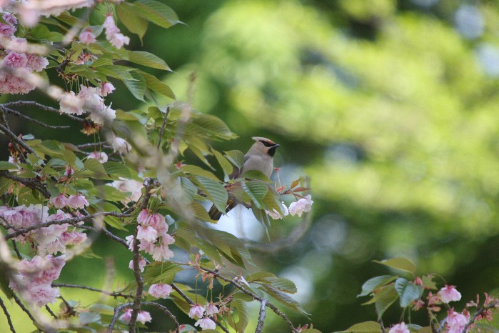 夢にまで見たあの鳥が　　キレンジャク_f0201084_2210286.jpg