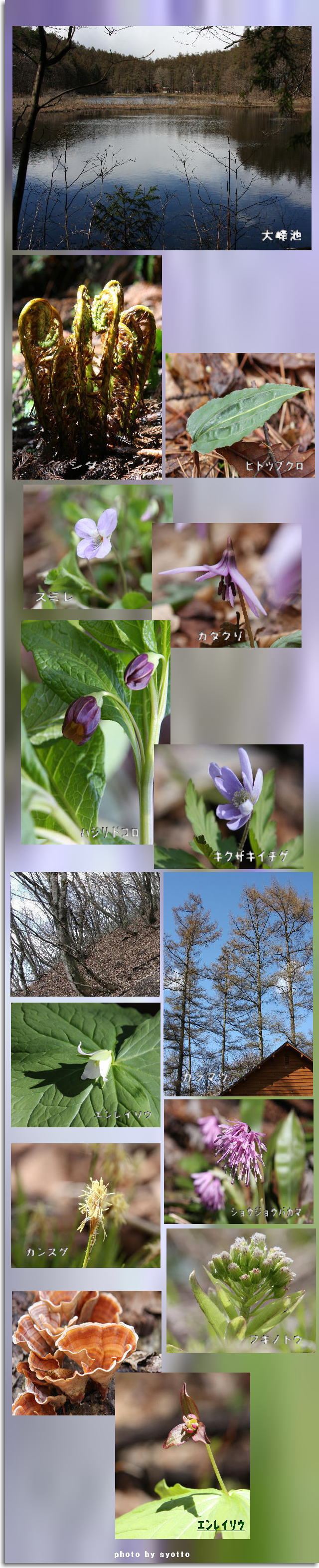 大峰山での花達　　４月２８日（火）_f0164592_8461180.jpg