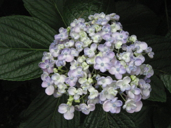 f0178696_8204187.jpg